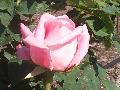Affirm Rose / Rosa 